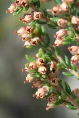 Erica hispidula