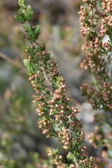 Erica hispidula
