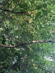 Ulmus glabra