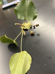 Crataegus phaenopyrum