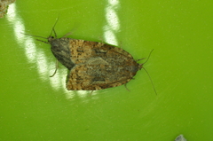 Choristoneura fumiferana