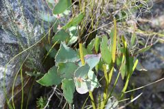 Protea amplexicaulis