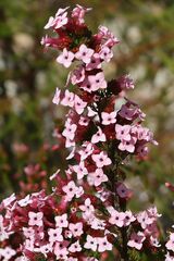 Erica walkeria