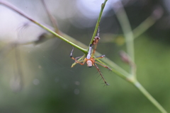 Oxyopes shweta