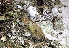Hemerobius marginatus