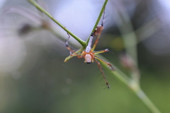 Oxyopes shweta