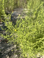 Dittrichia graveolens