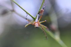 Oxyopes shweta