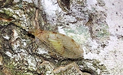 Hemerobius marginatus