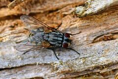 Musca autumnalis