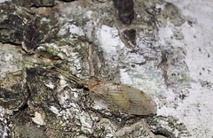 Hemerobius marginatus