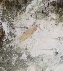 Hemerobius marginatus