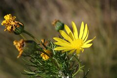 Euryops abrotanifolius