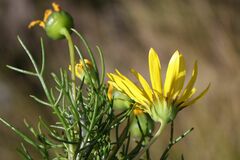 Euryops abrotanifolius