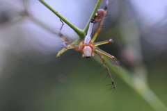 Oxyopes shweta