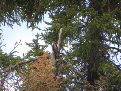 Picoides dorsalis