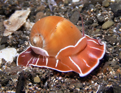 Naticarius orientalis