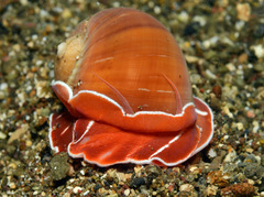 Naticarius orientalis