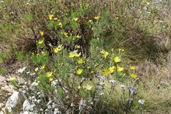 Euryops abrotanifolius