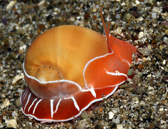 Naticarius orientalis