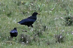 Pyrrhocorax pyrrhocorax