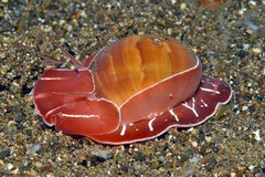 Naticarius orientalis