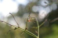 Oxyopes shweta