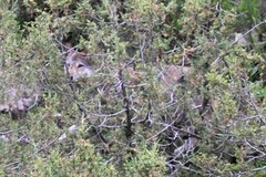 Canis lupus filchneri