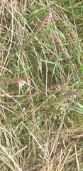 Odontites vulgaris