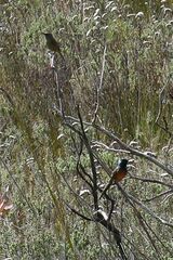 Anthobaphes violacea