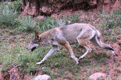 Canis lupus filchneri