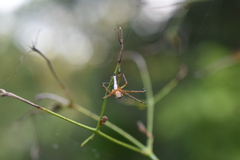 Oxyopes shweta