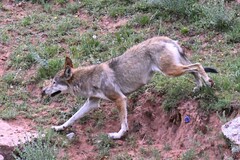 Canis lupus filchneri