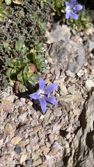 Campanula cenisia