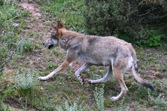 Canis lupus filchneri