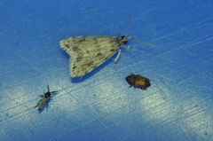 Scoparia basalis