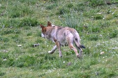 Canis lupus filchneri