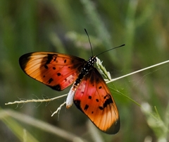 Acraea natalica