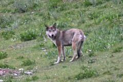 Canis lupus filchneri