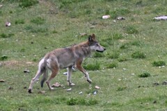 Canis lupus filchneri