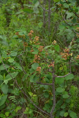 Amelanchier alnifolia
