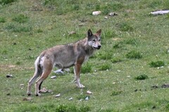 Canis lupus filchneri