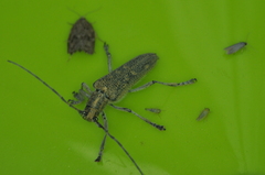 Saperda calcarata