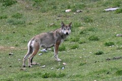 Canis lupus filchneri