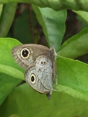 Ypthima baldus newboldi