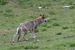 Canis lupus filchneri