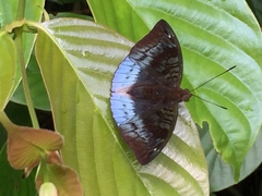 Euthalia monina monina