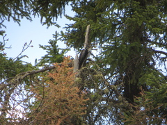 Picoides dorsalis