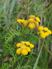 Tanacetum vulgare