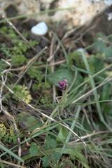 Orchis quadripunctata